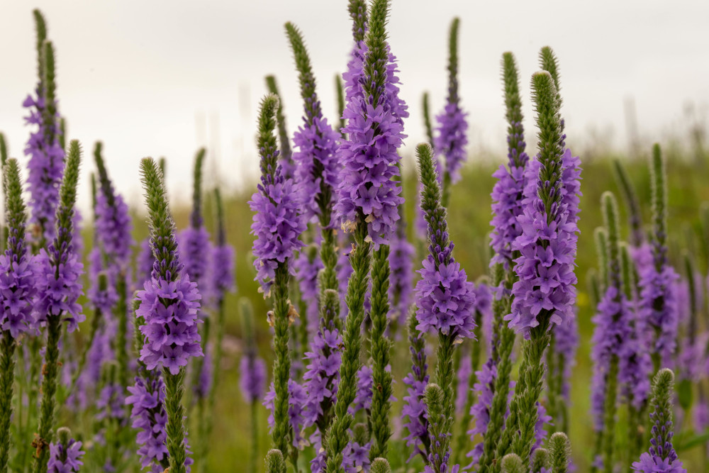 vervain herb